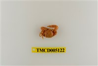 藏品(鋸額豆瓷蟹)的圖片